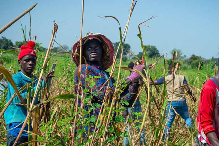 African farmers