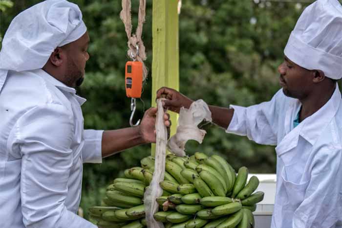Banana shipment preparations