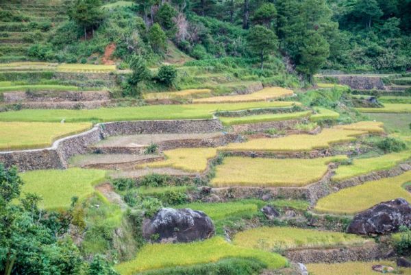 Rice fields